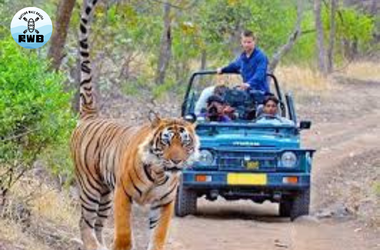 Bigcat Corbett team coordinating Jim Corbett safari experiences