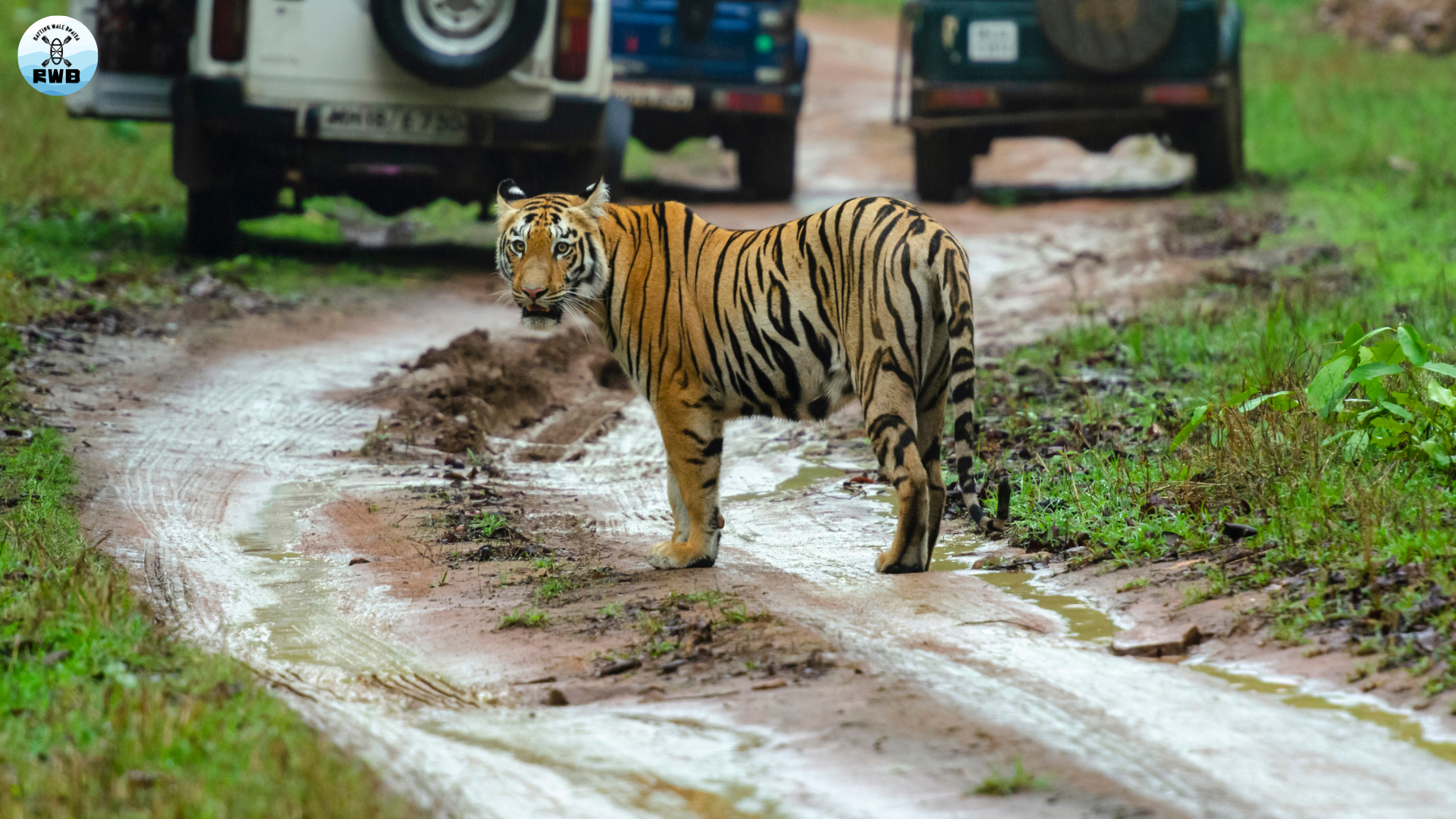 Royal bengal tiger