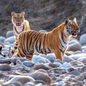 jim corbett national park- tiger