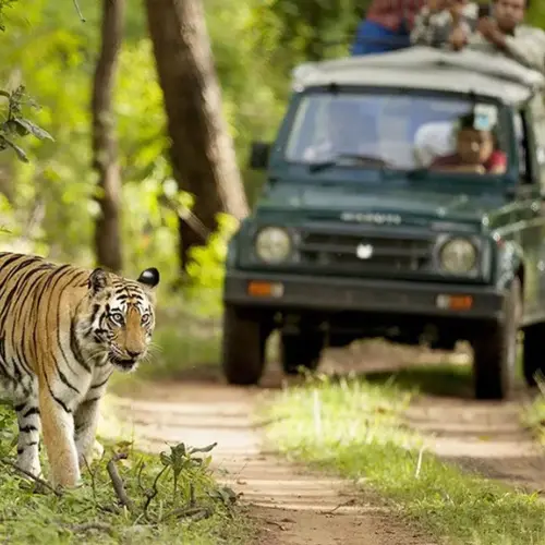 jeep safari in jim corbett