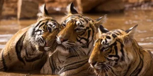 tiger images