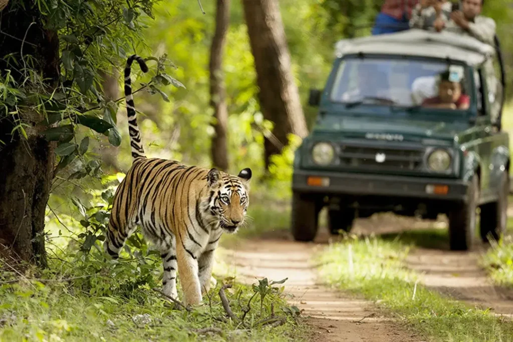 jeep safari in jim corbett