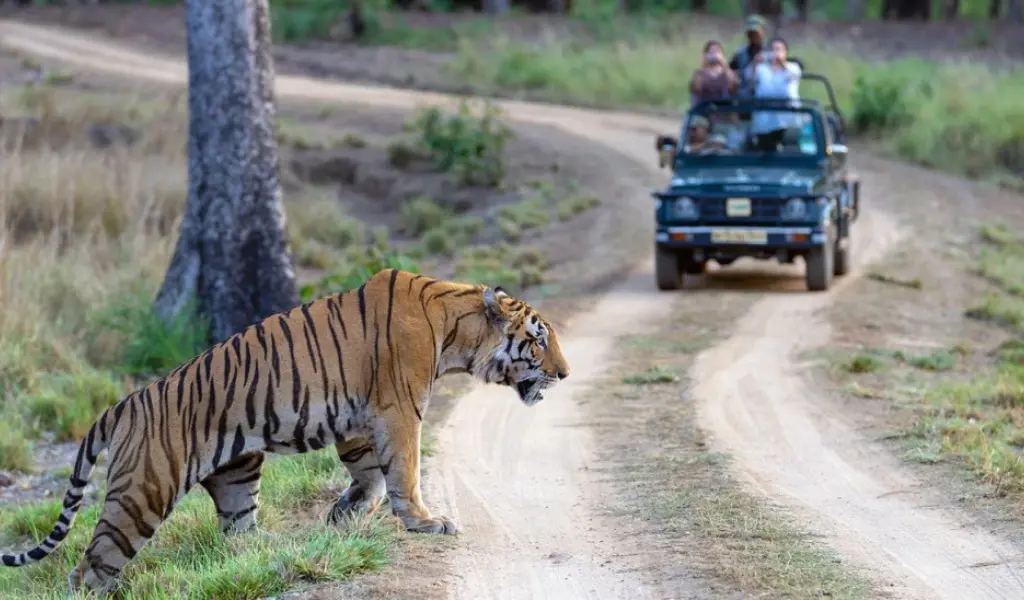 jeep safari in jim corbett