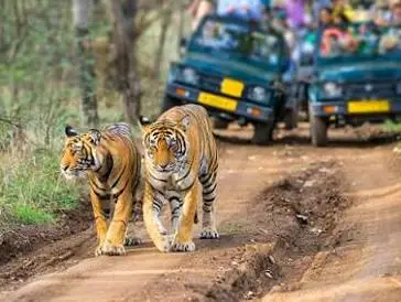jim corbett national park