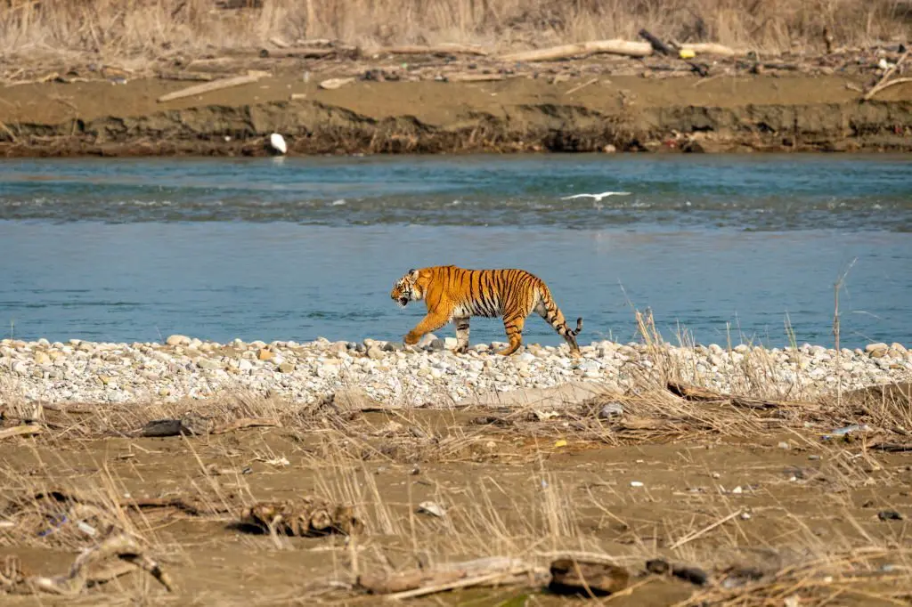 dhikala zones in jim corbett national park