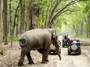 durga devi zone in jim corbett