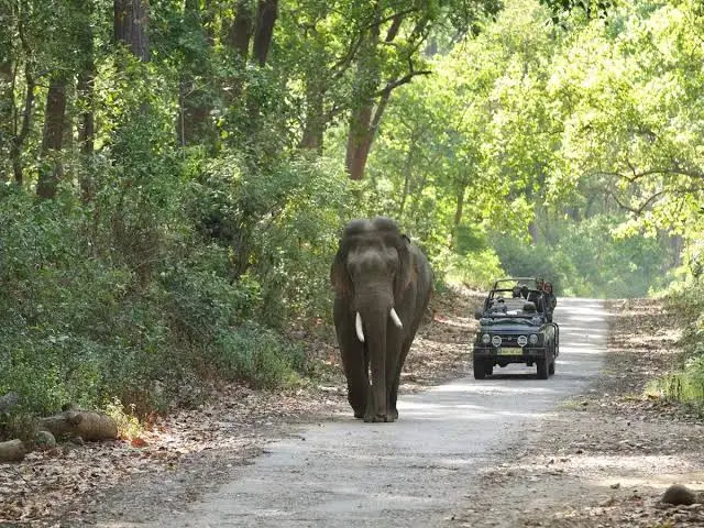 jeep safari in jim corbett