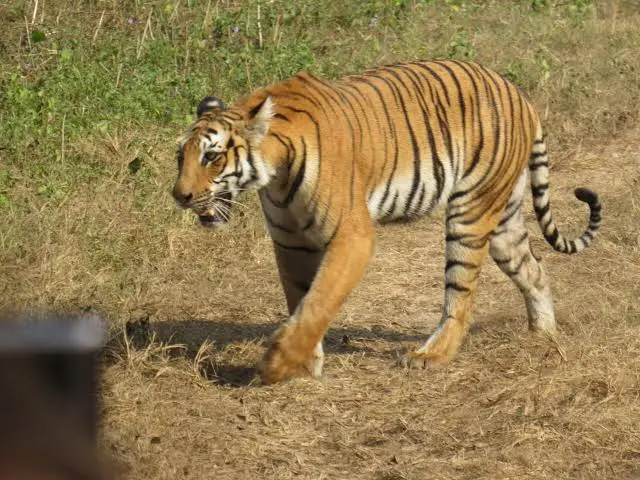 garjiya zone in jim corbett