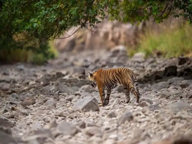 garjiya zone in jim corbett