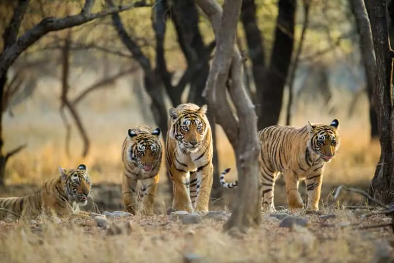 Sitabani zone in jim corbett