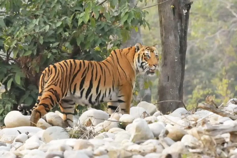 phato zone in jim corbett