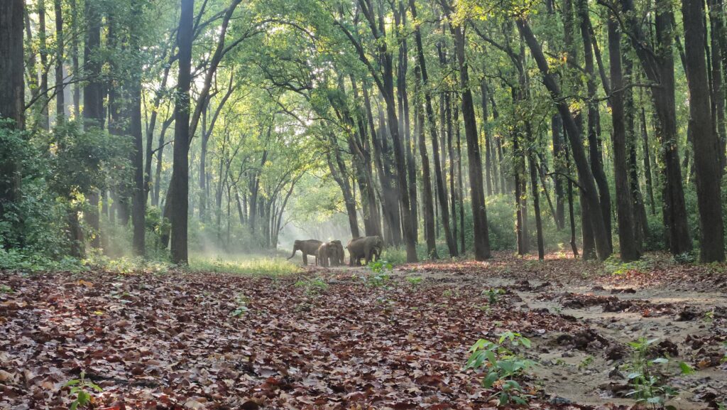 July–October in Jim Corbett