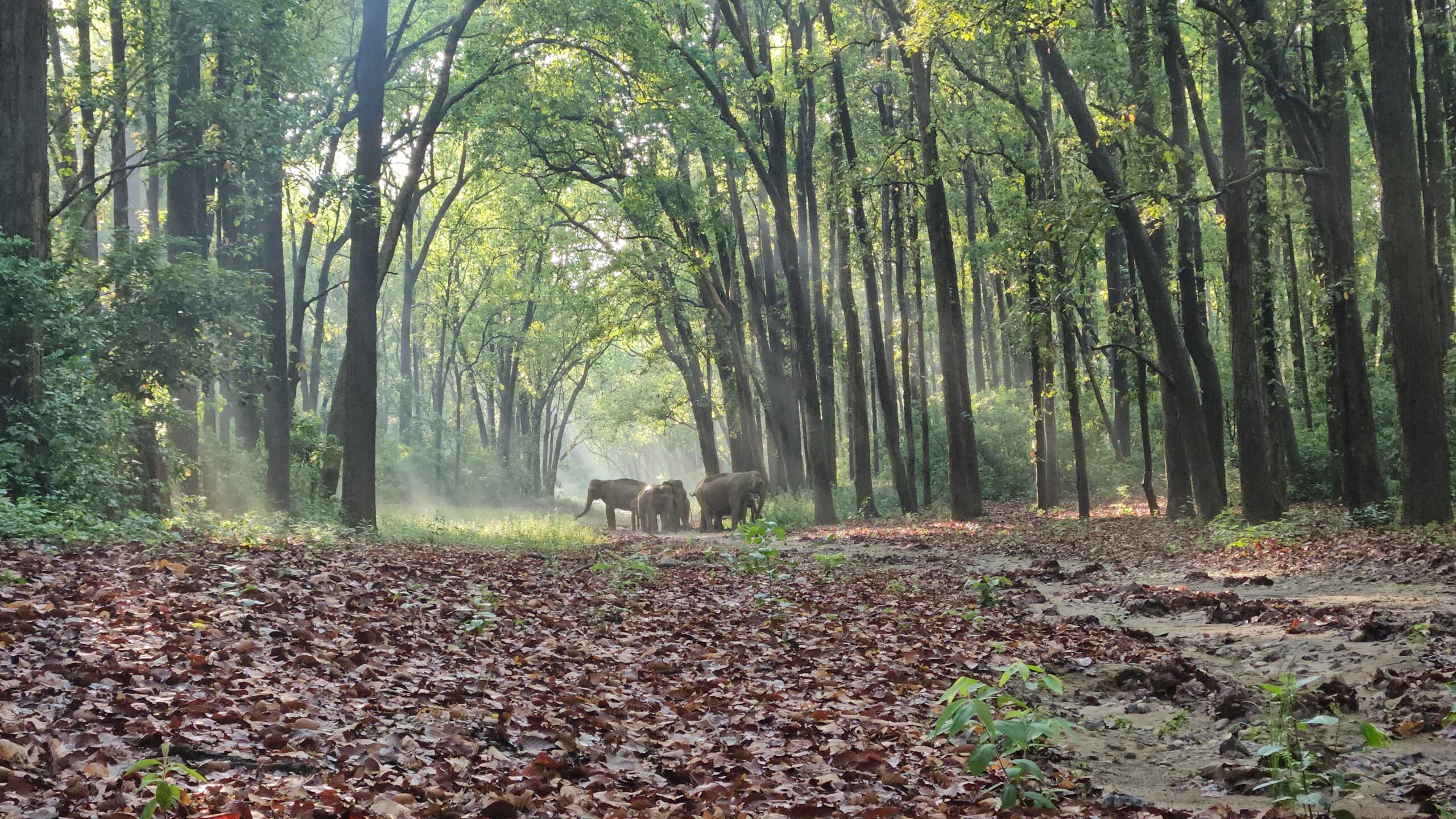 July–October in Jim Corbett