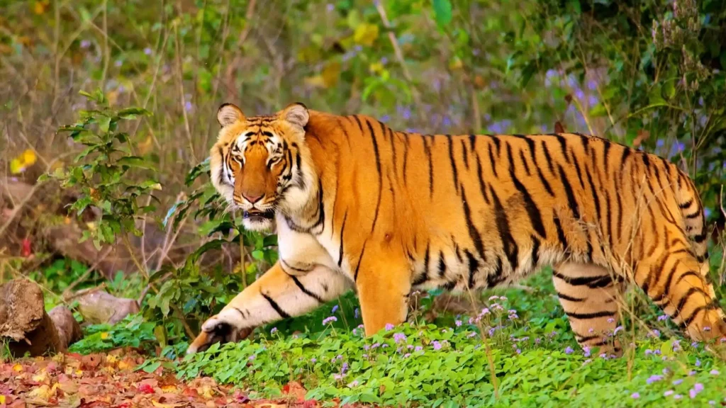 tiger in jim corbett national park