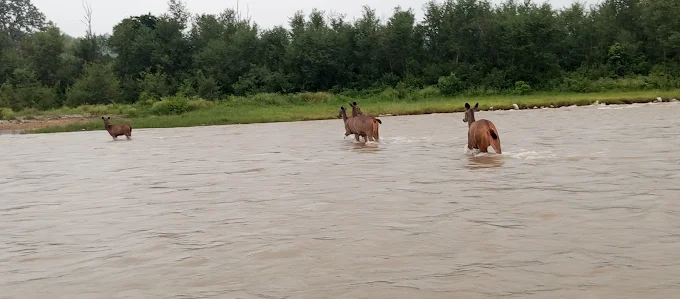 sambar deer sighting during rafting