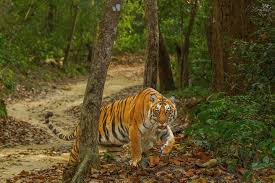 Royal Bengal Tiger spotted during Bijrani zone jeep safari Jim Corbett